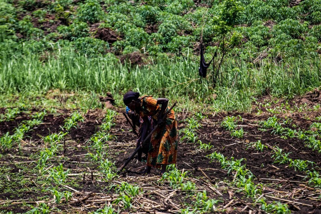 Black woman farming in a lush green field, showcasing manual agricultural labor.